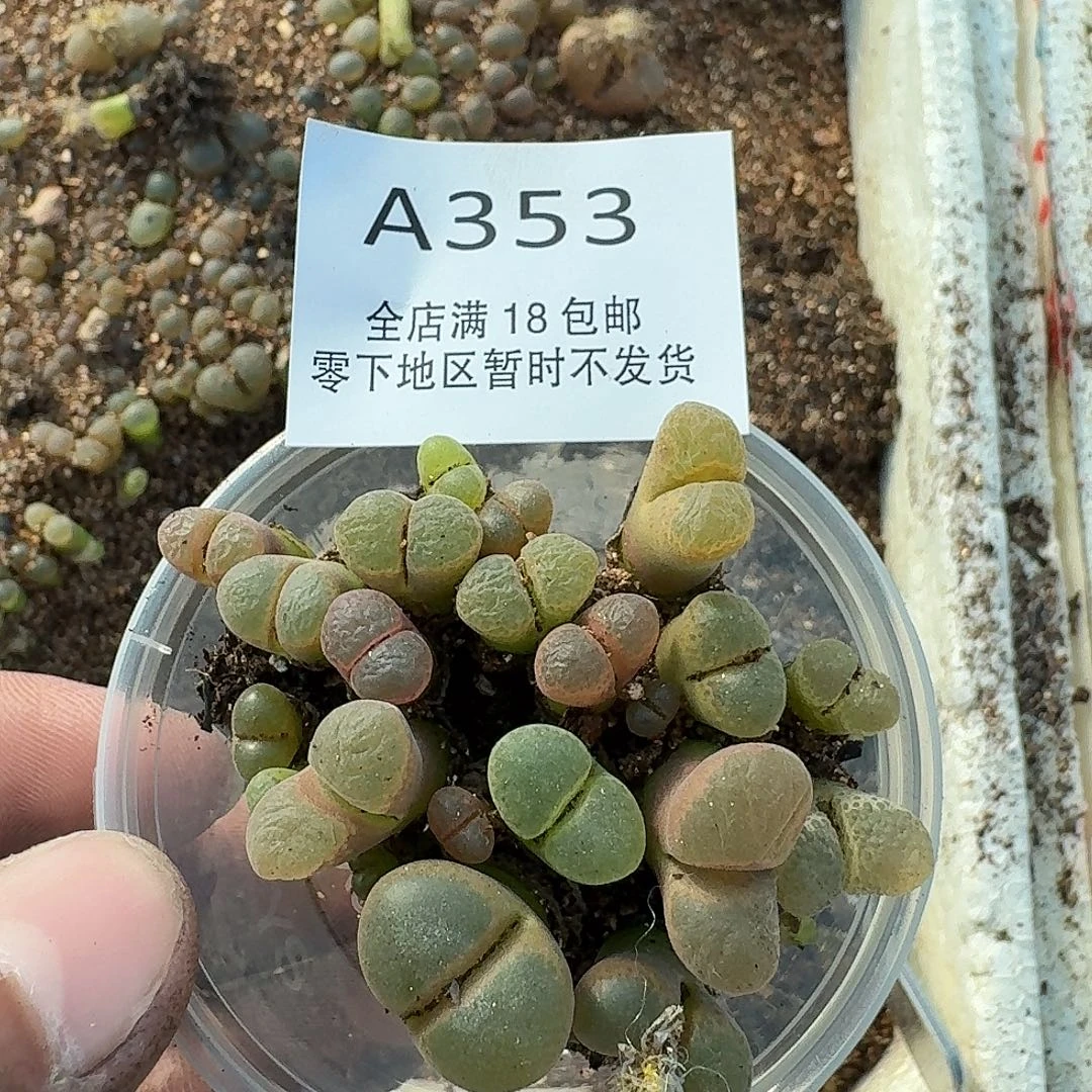 A353哈哈哈哈哈哈哈哈
