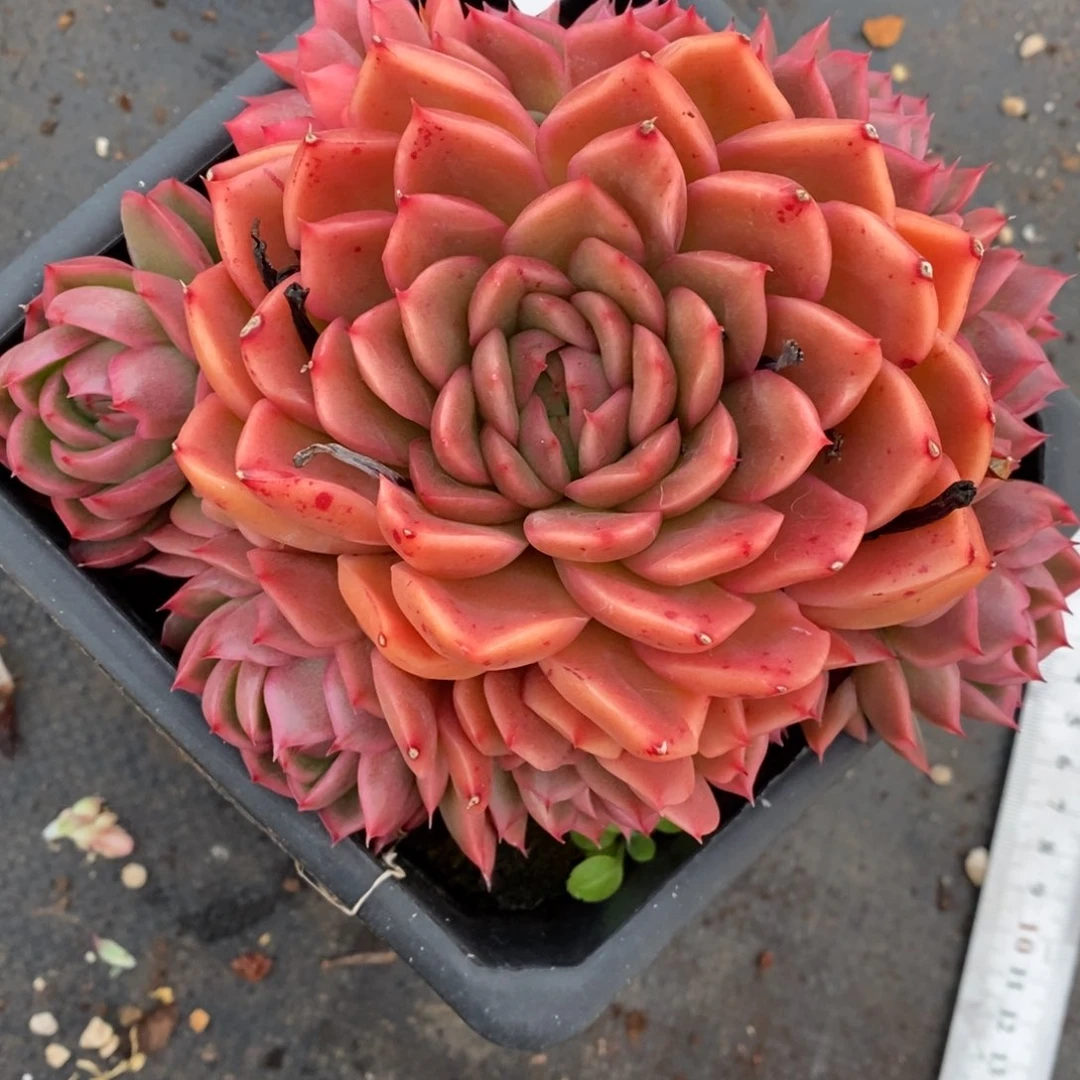 7088杂交多肉老桩