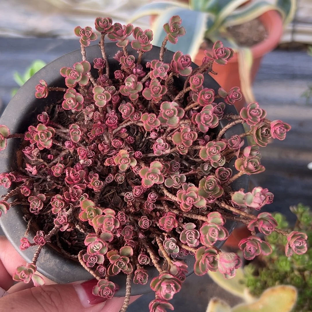 多肉植物带盆小球玫瑰锦