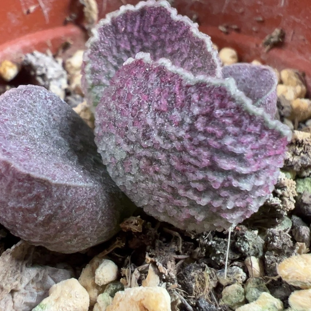 福利款哈莫猪肝多肉植物水泡