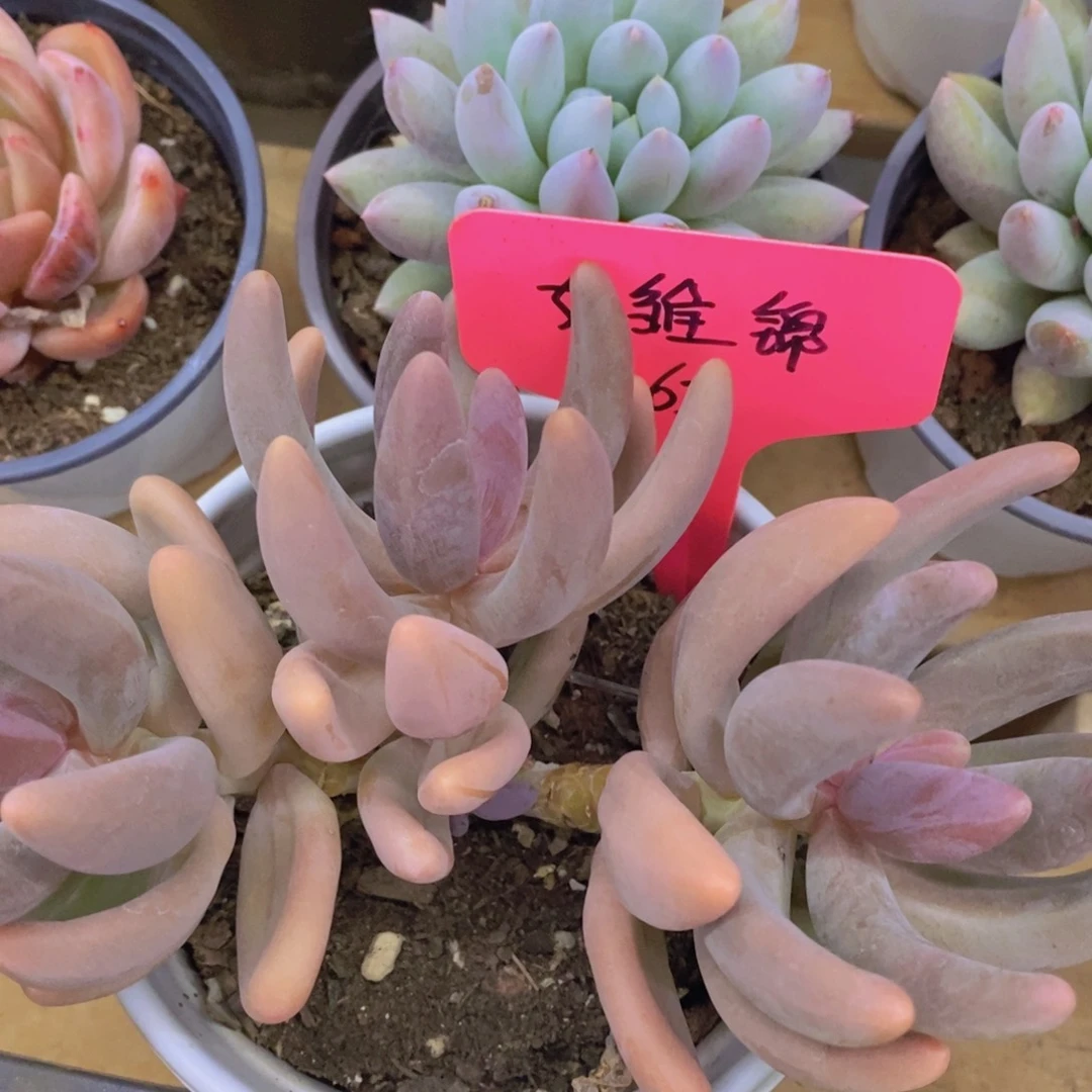 开心多肉，一物一拍，一单包邮，放心购