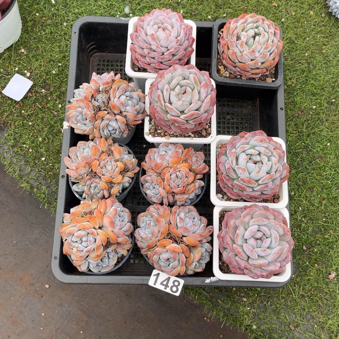 梁****148号新疆西藏内蒙古不包邮的