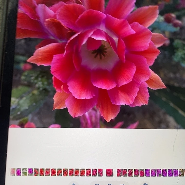 水仙情朗敏C侧牙一个