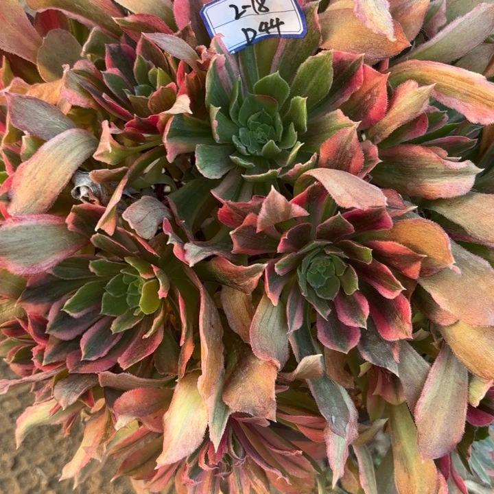 光辉多肉断枝不包44