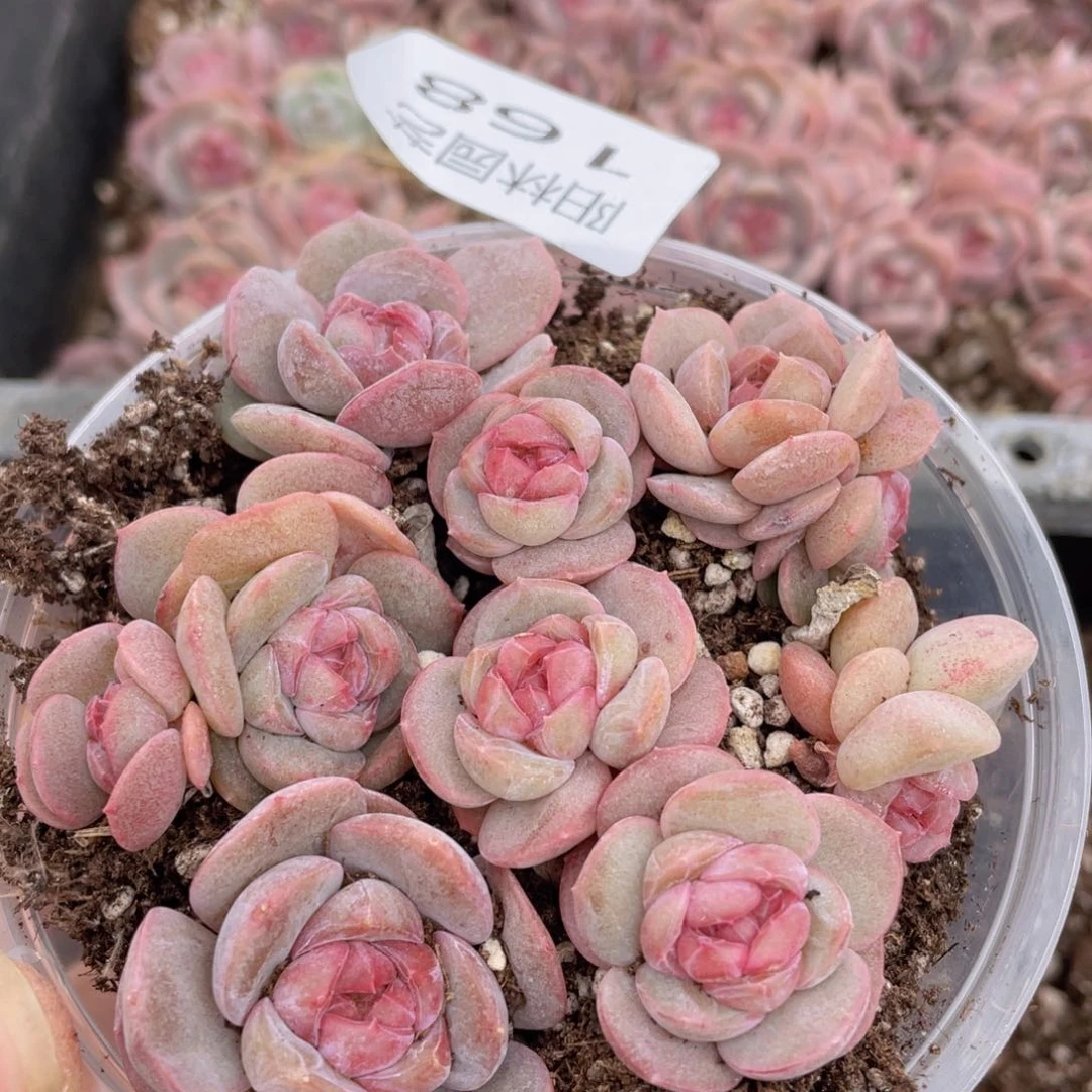 多肉植物多肉植物168