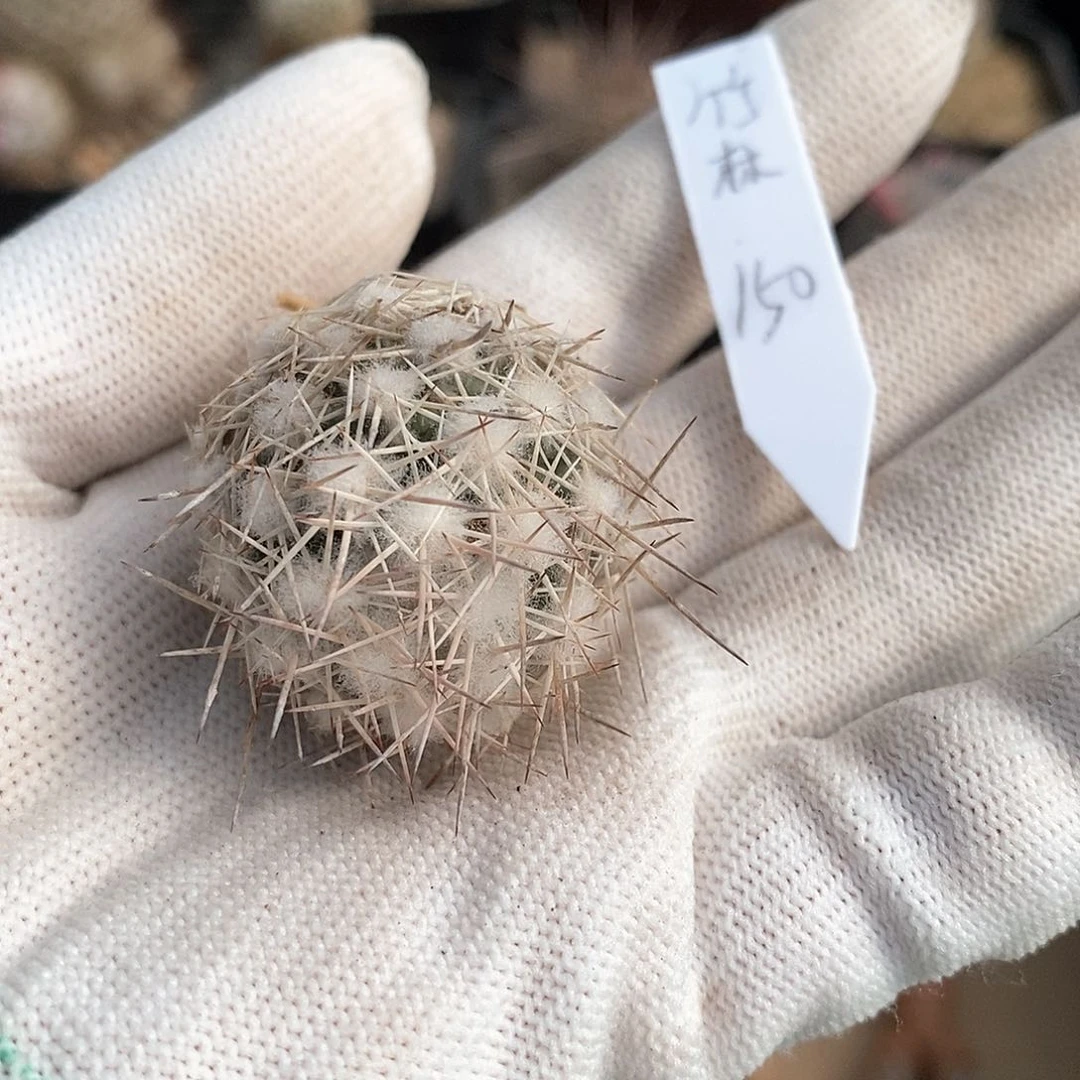 竹***火花花花花花花花花