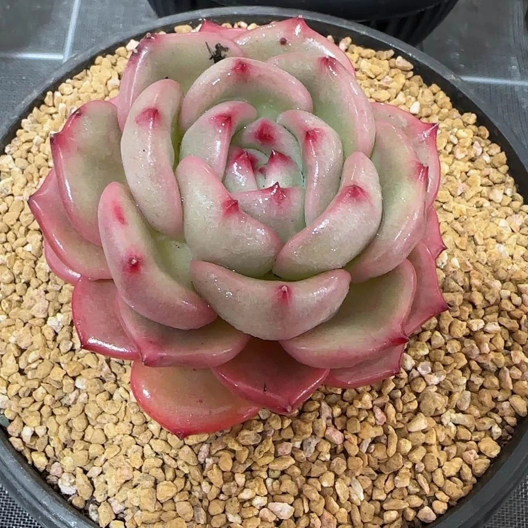 从前慢花园精选Q橙