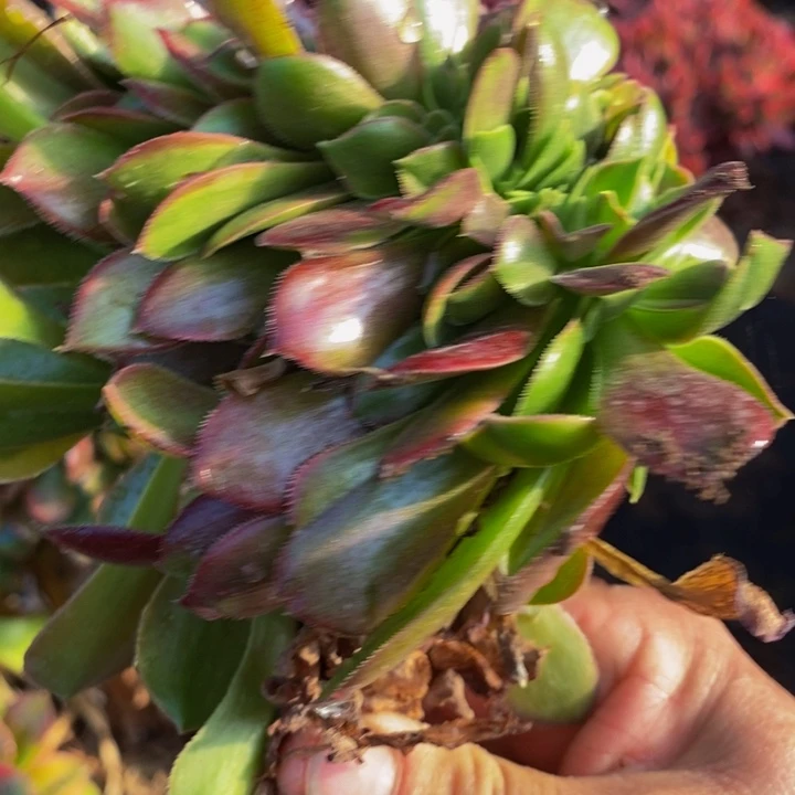 嗨*法师一颗多肉植物