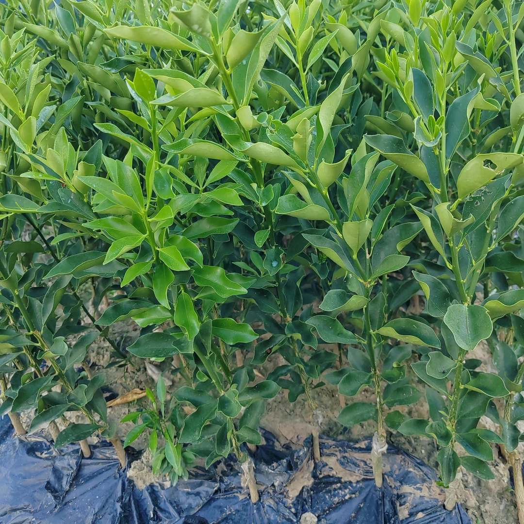 正宗脆蜜金桔树苗脆蜜金柑树苗