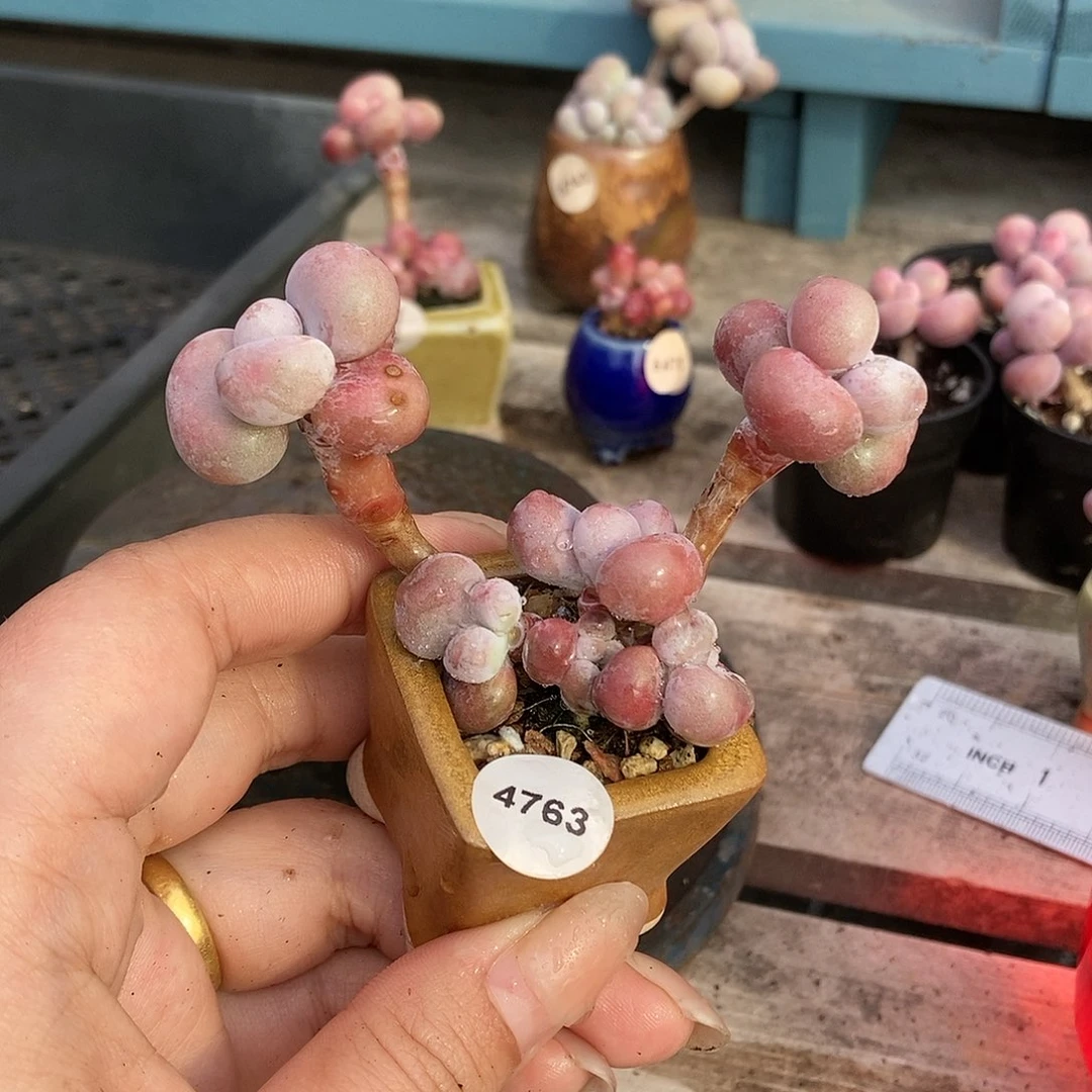 4763糖果腰子蛋带盆土