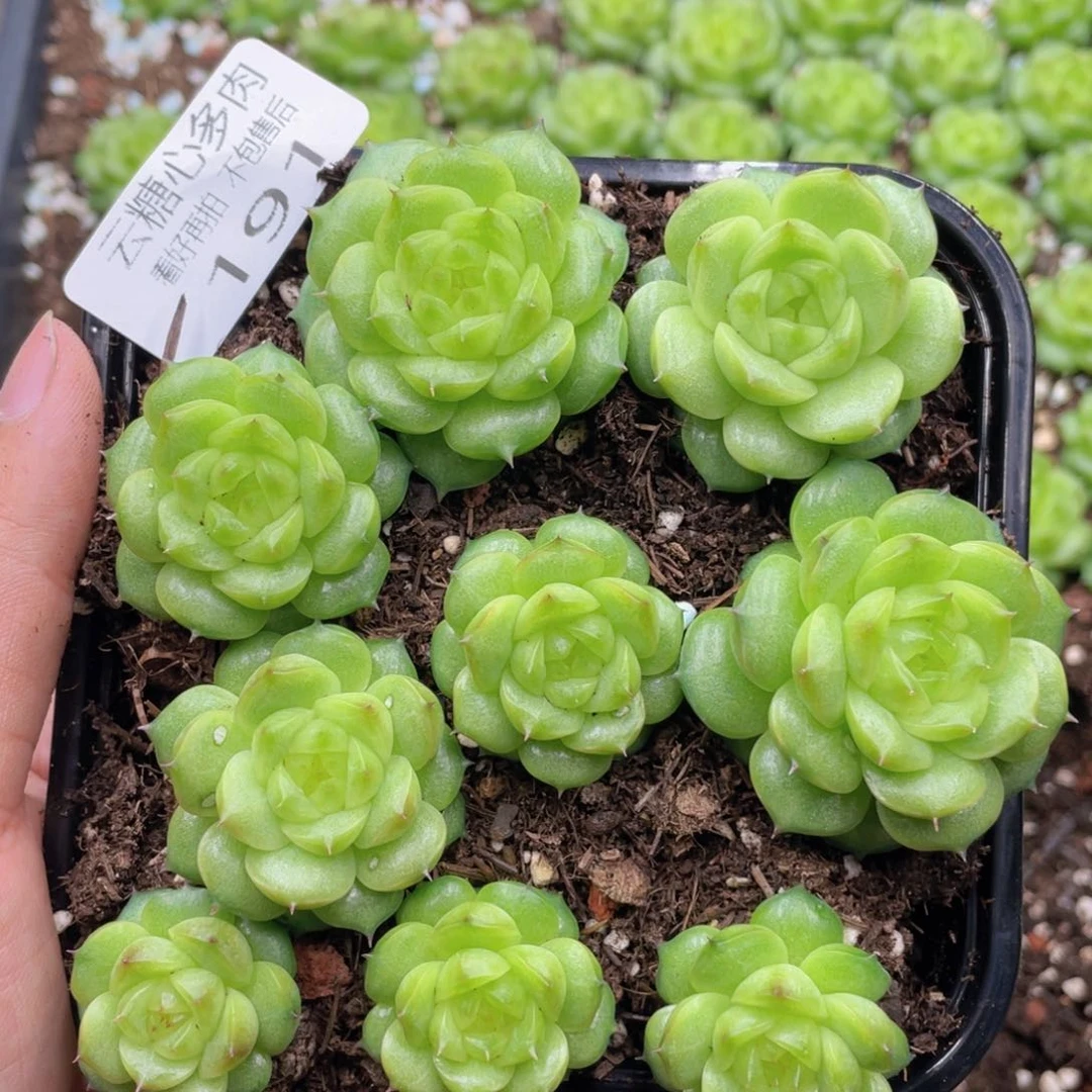 云糖心多肉植物191