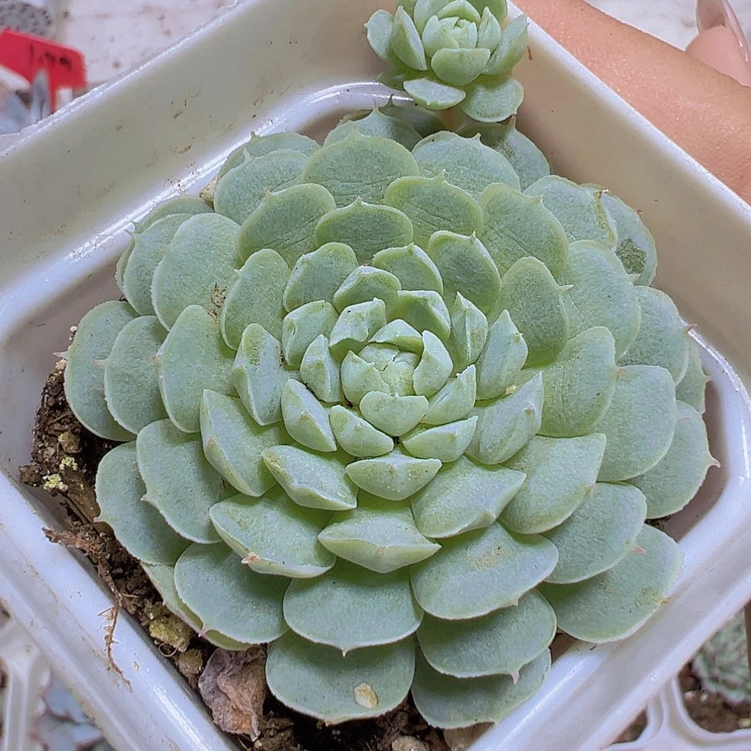 羊脂球19包邮多肉植物