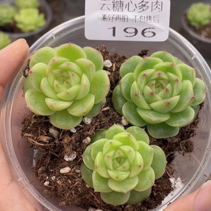 云糖心多肉植物196