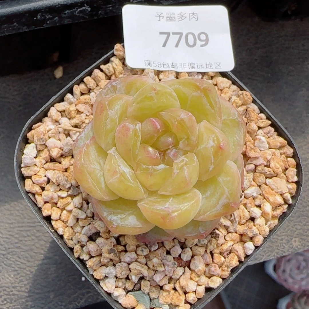 霜花石化，7709多肉