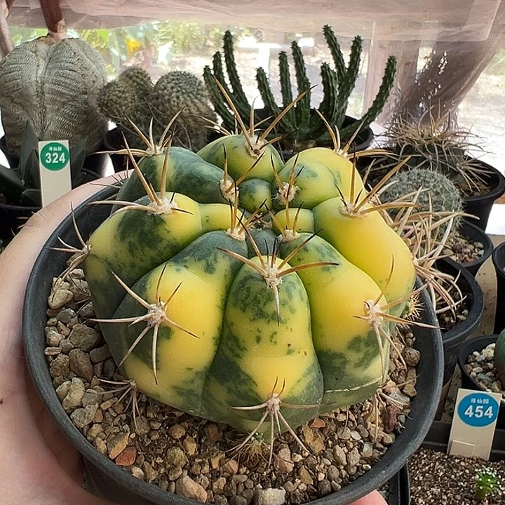 实生带崽良宽锦8cm