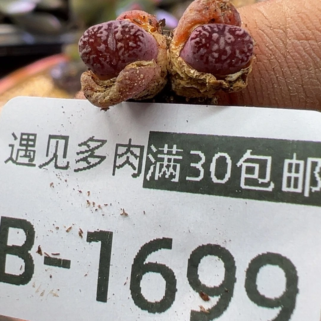 多肉植物11111111111111111