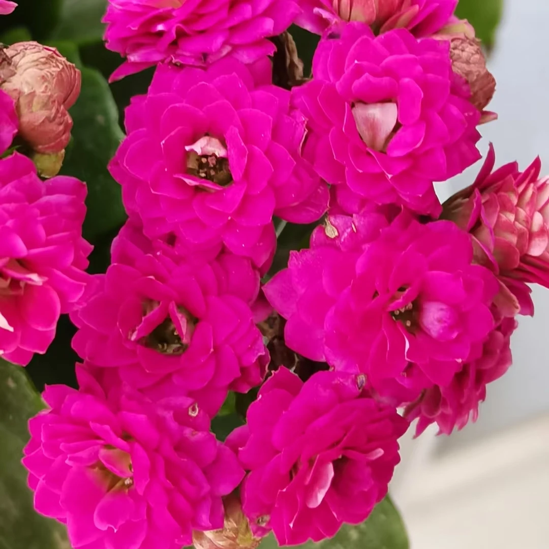 【紫巴黎】80盆长寿花