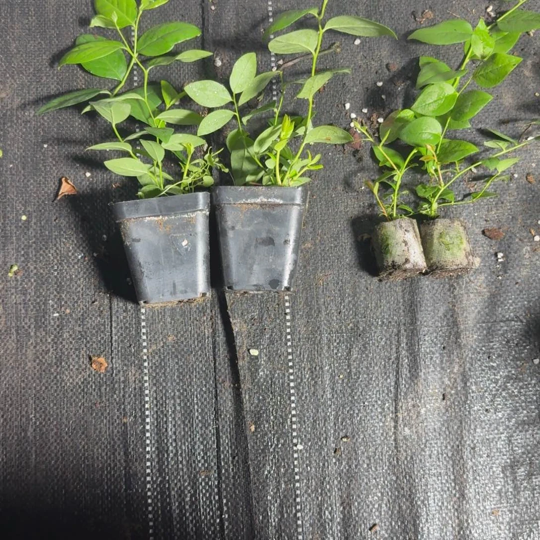 两颗小杯6，送苔藓25两颗