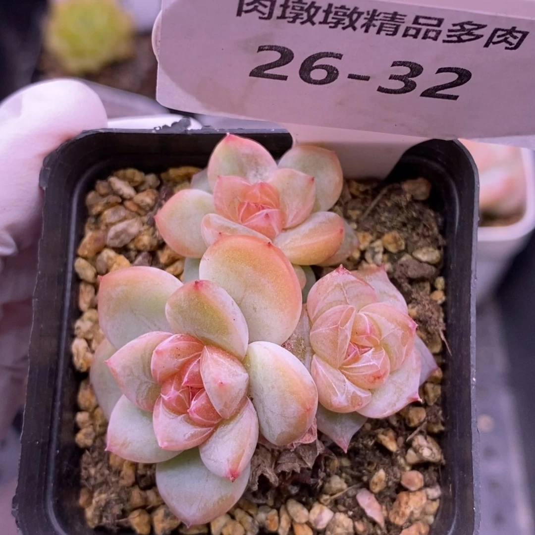 【闪购商品】26-32大白