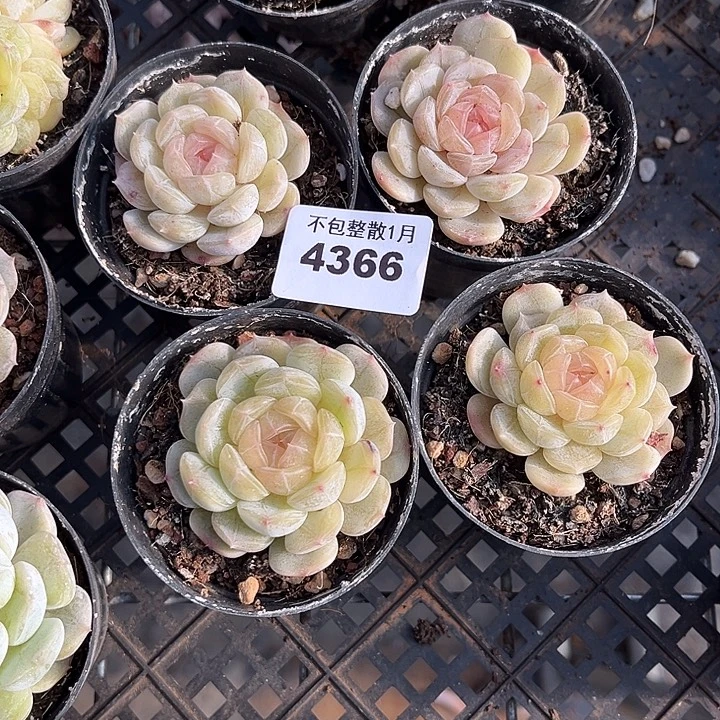 阿雅园艺。        4366四颗