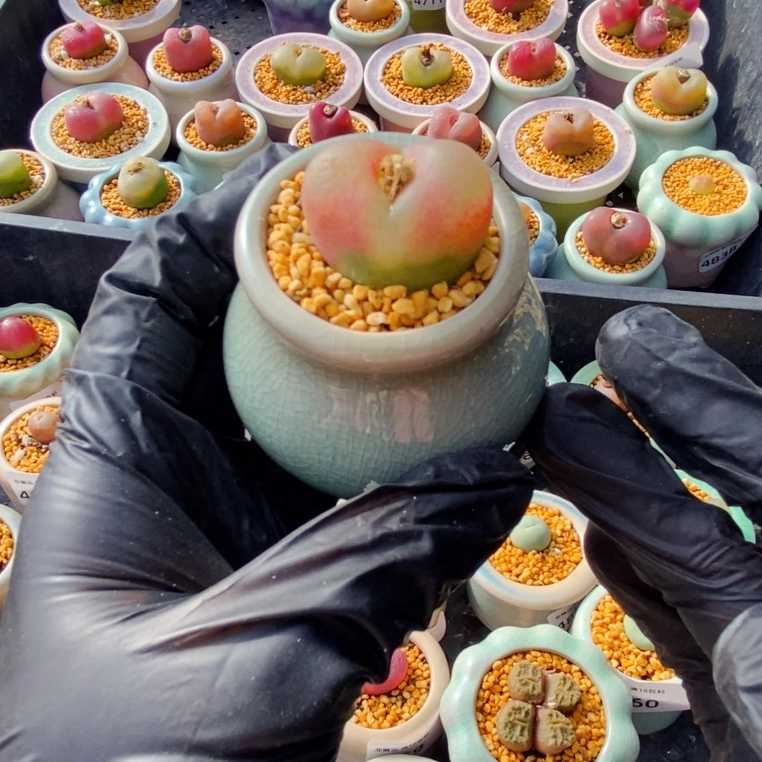 4868--一物一拍 带盆