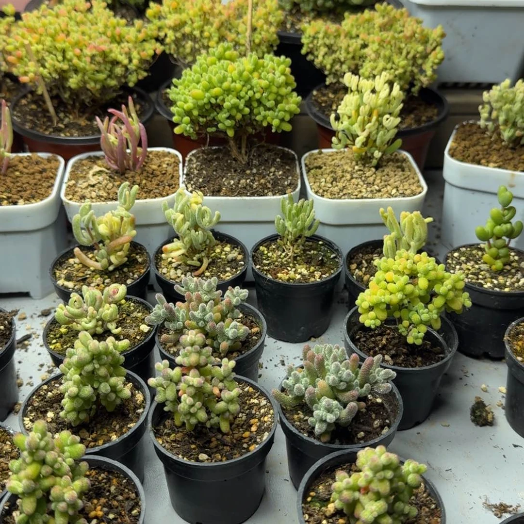 心**病多肉植物枝干番杏