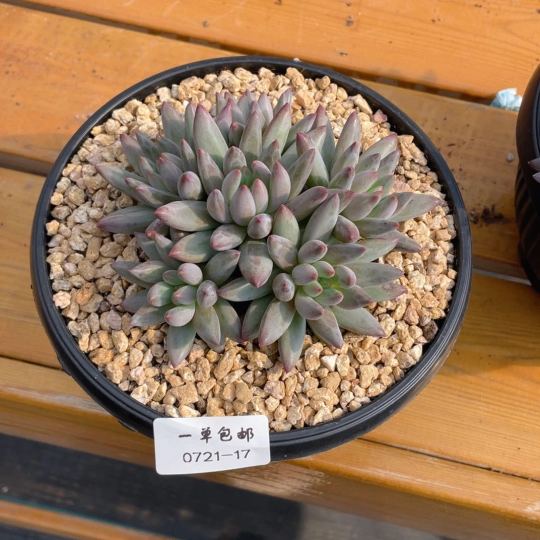 油*了0721-17-虞美人。。。。