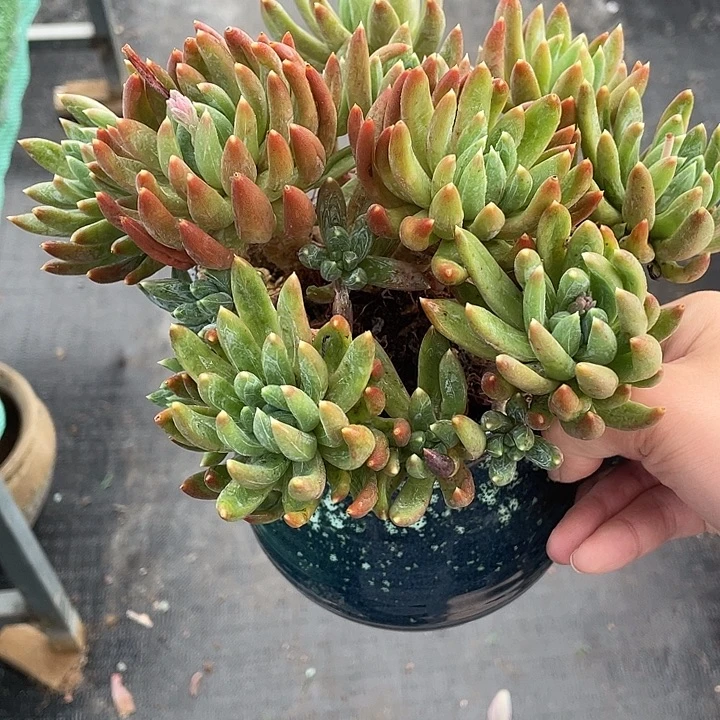 炫彩星一物一拍一哦
