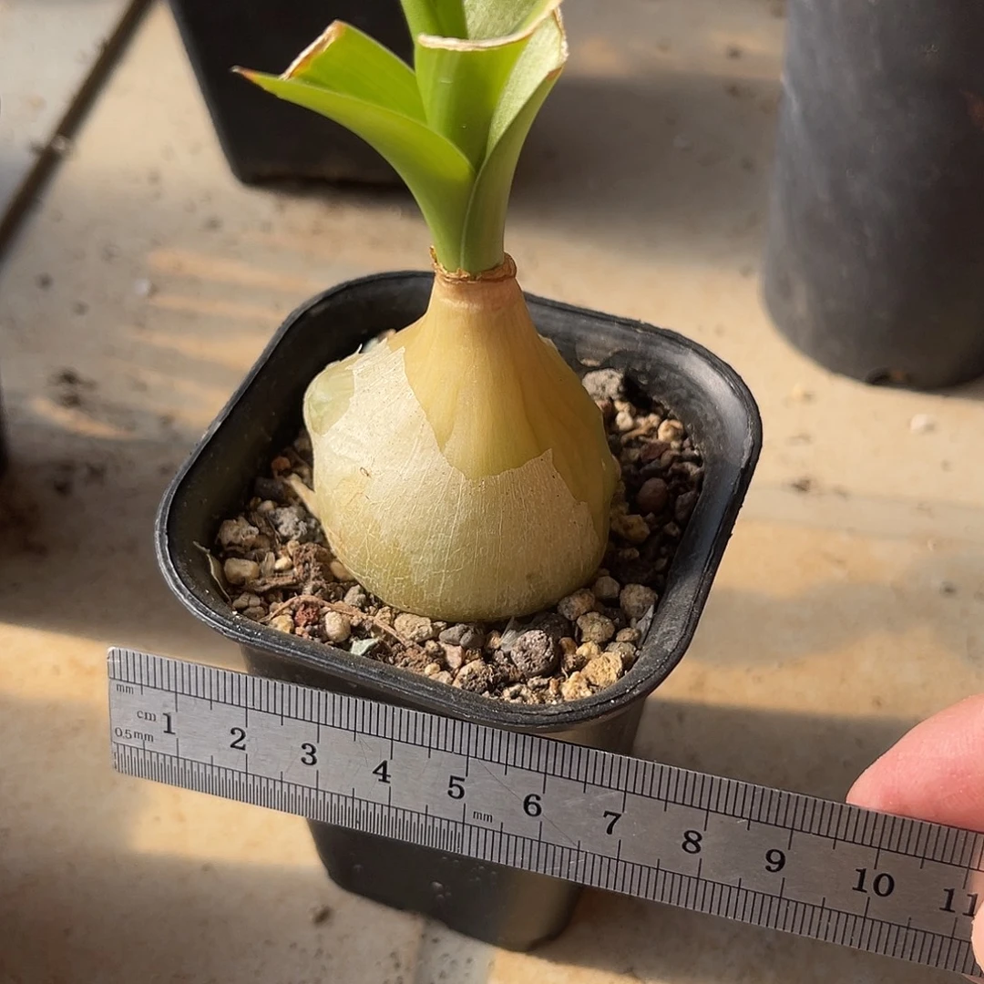 一物一拍下单包邮