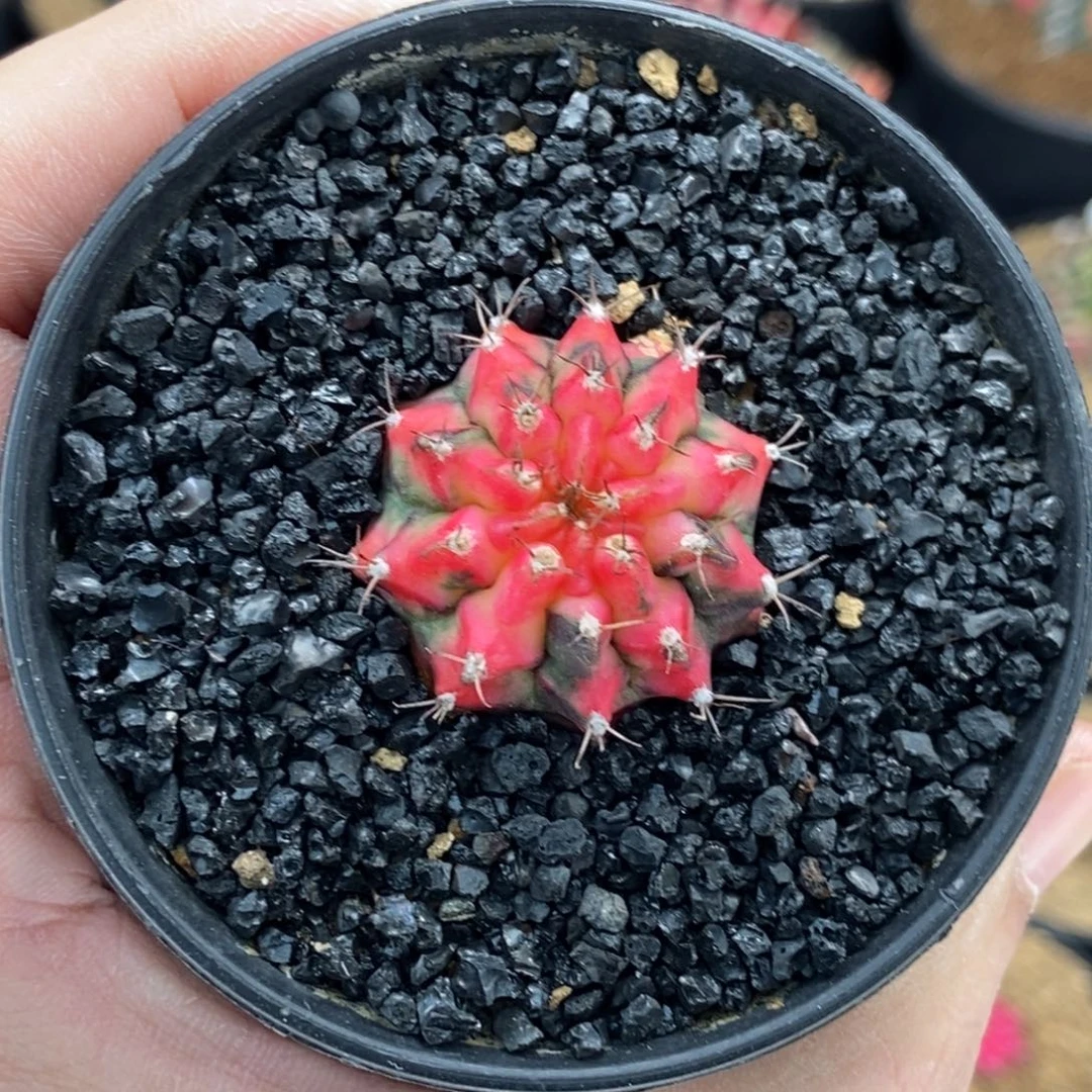 米哈肋骨仙人球09