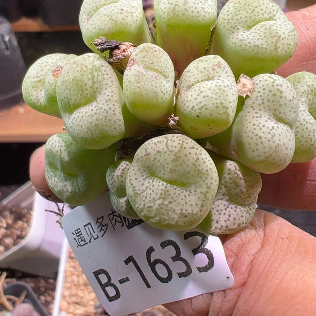 多肉植物1111111111111