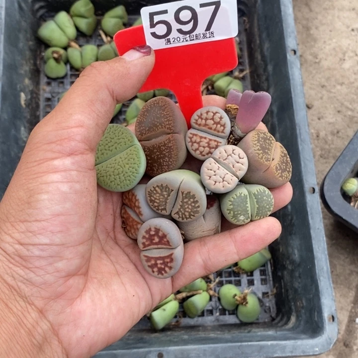 *****无花朵生石花等植物597