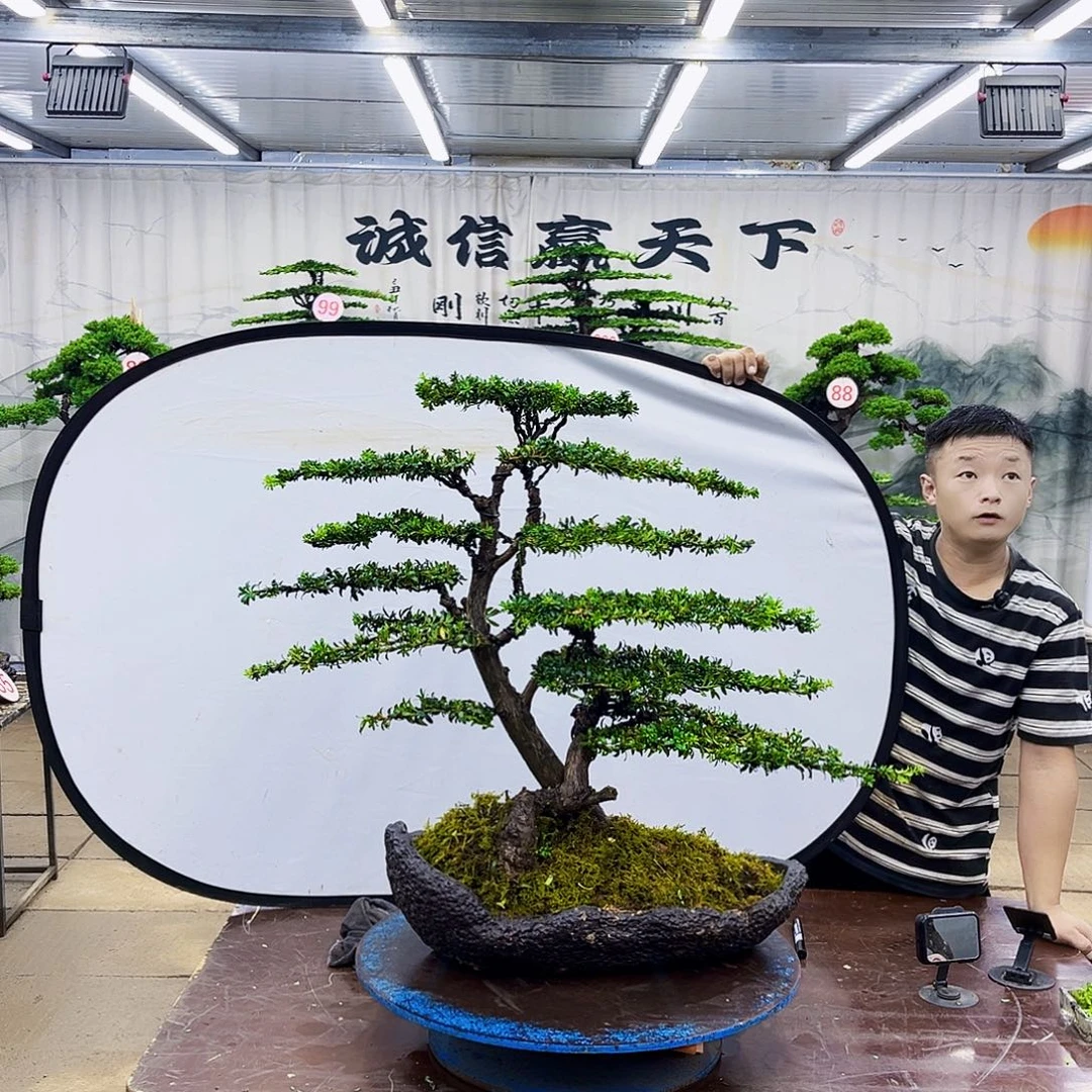无花朵罗汉松盆景专场直播