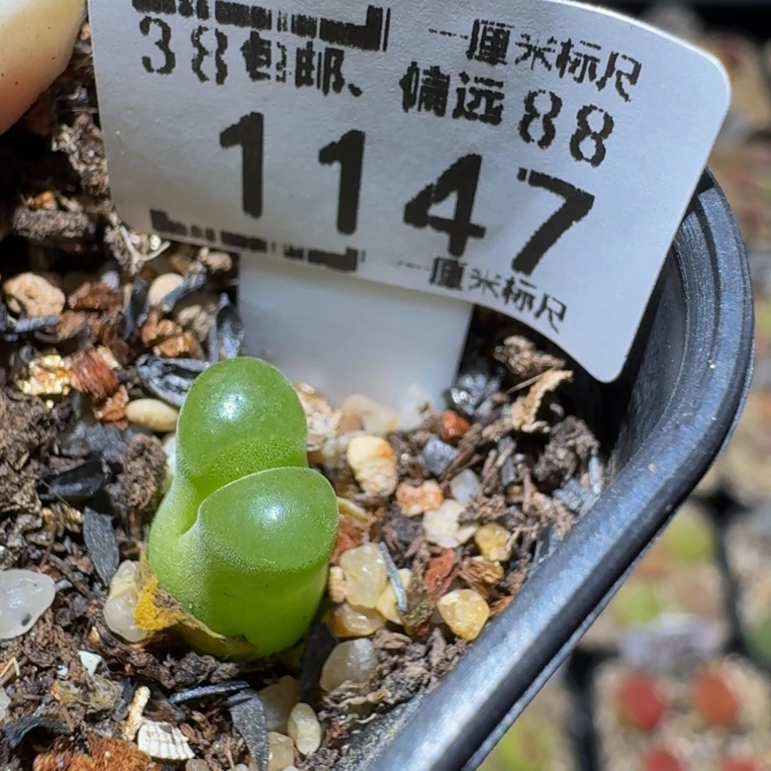 Ssss精品生石花1147