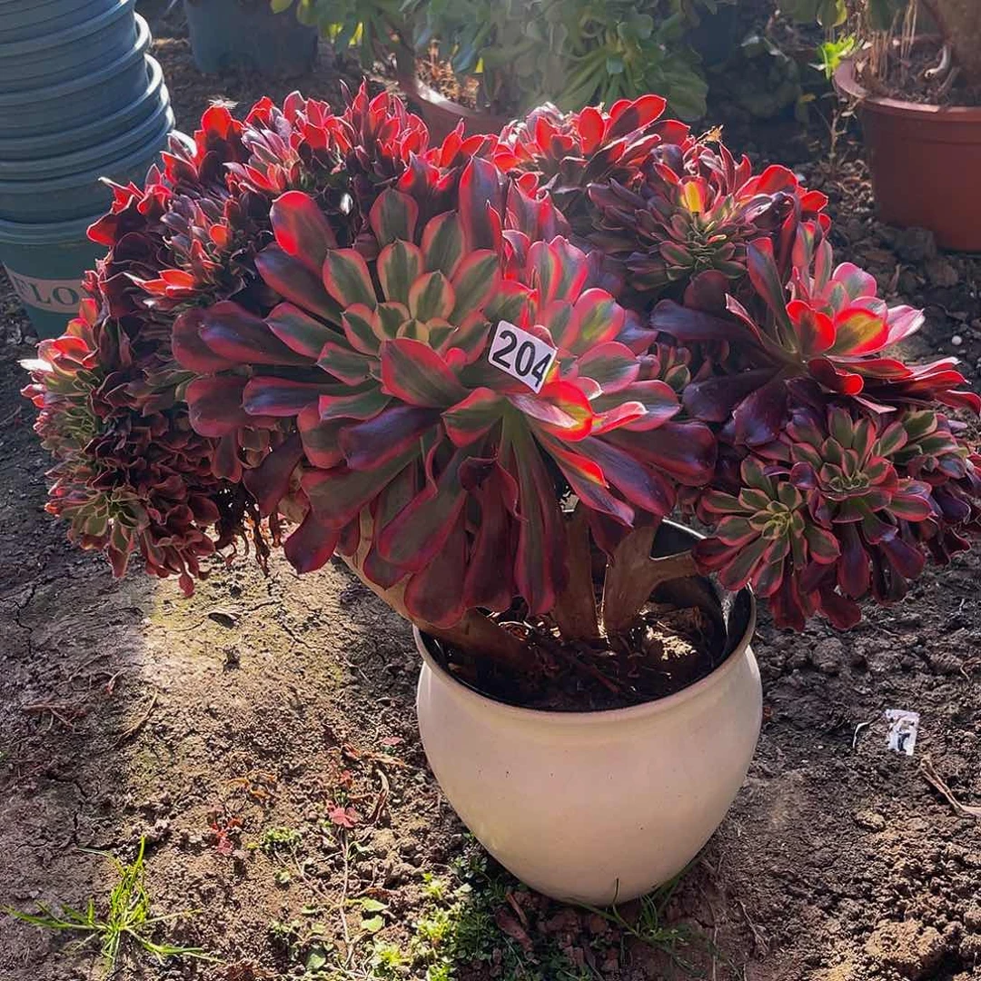 法师法师15-10包邮法师