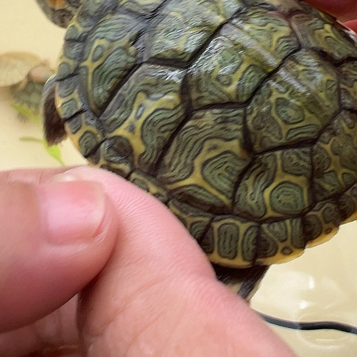 绿毛龟母巴西龟11111