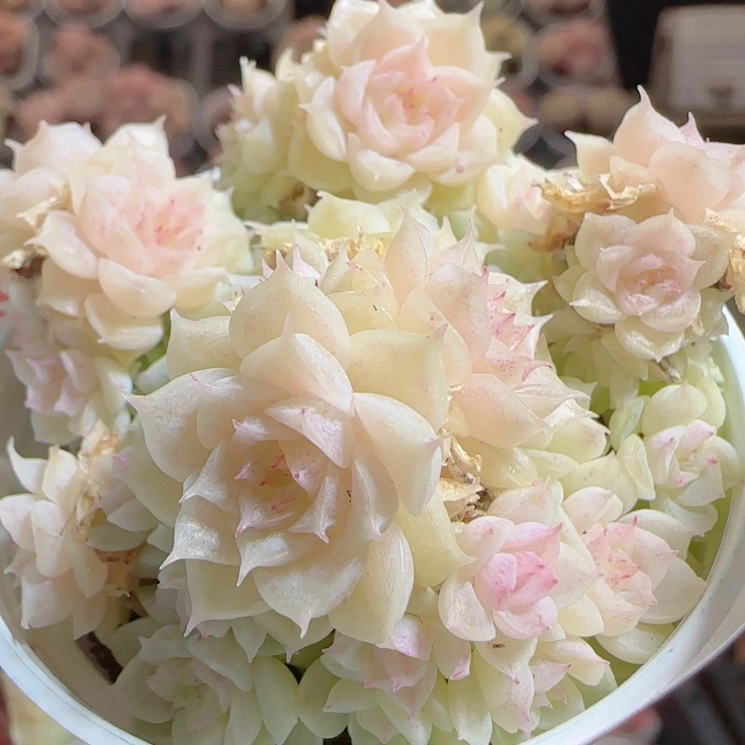 花语多肉0104-101散