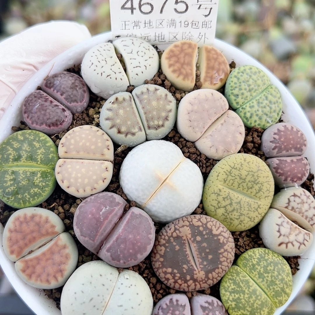4675 好养易活生石花大母本9cm盆