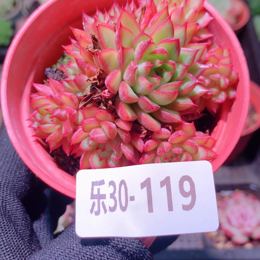 乐然30-119 女雏群