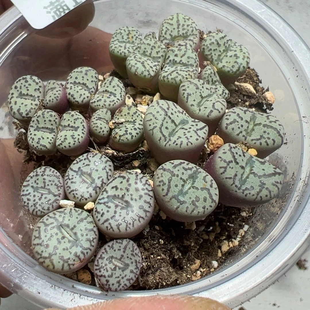 【闪购商品】 545。