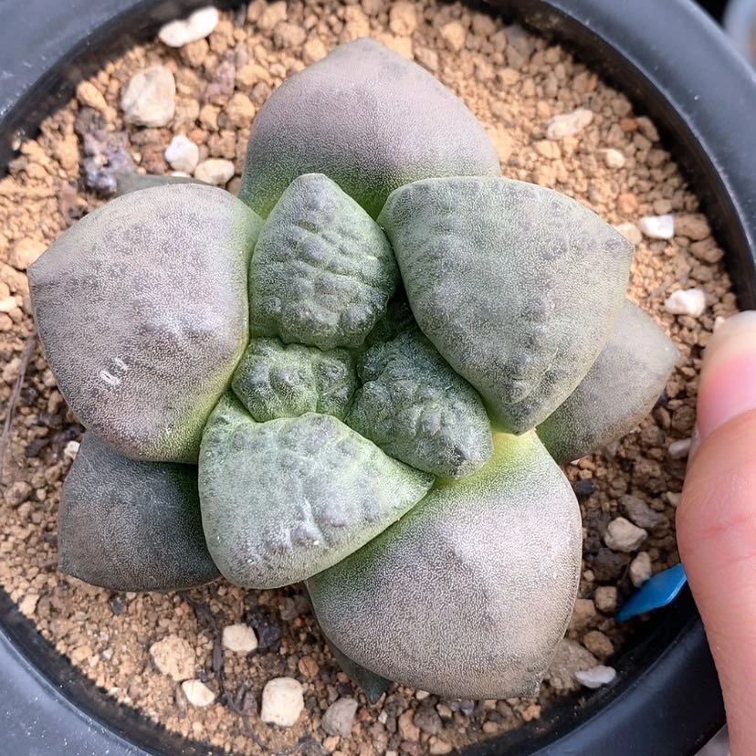 【闪购商品】实生连山