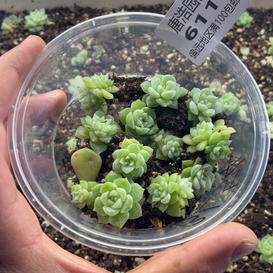 泼天财富一物一拍611…