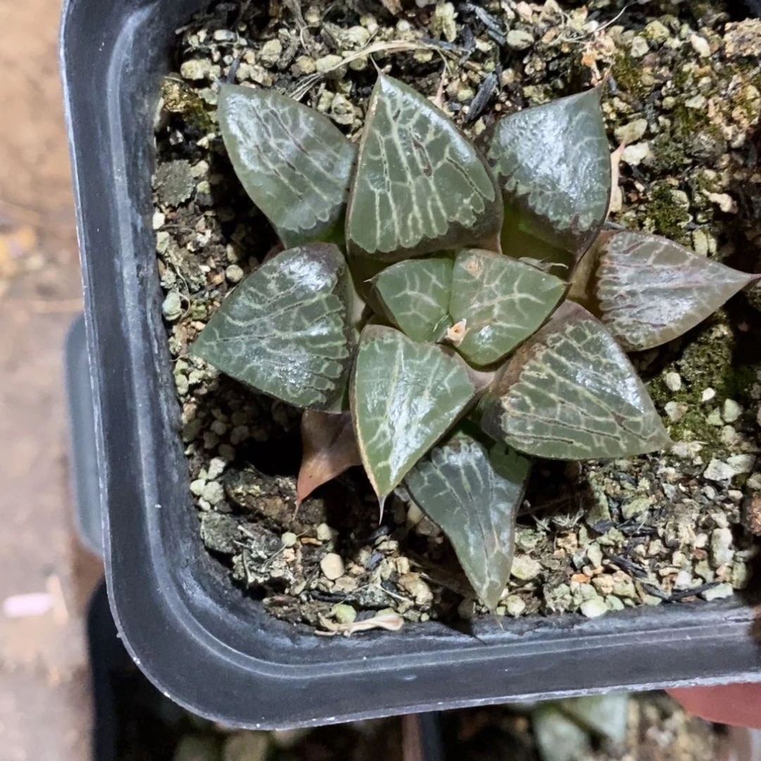 133 一颗实生亮窗大寿 端午整点福利