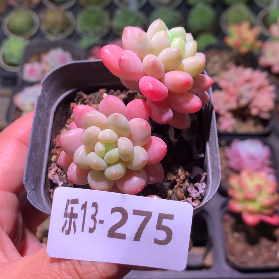 乐然13-275 鱼子酱