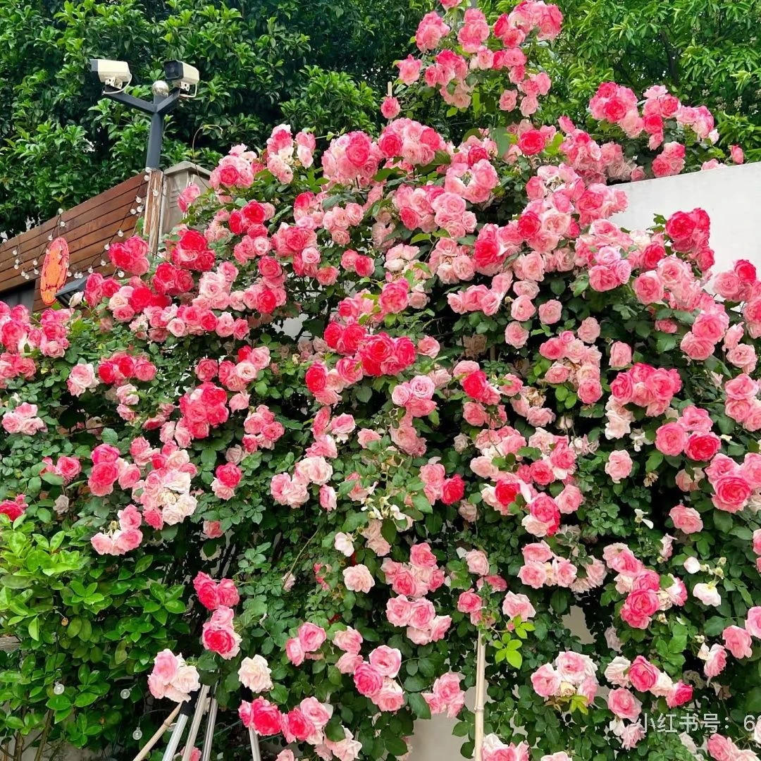 樱霞藤本月季花大苗四季阳台庭院爬藤爬墙花卉植物抗病强耐热