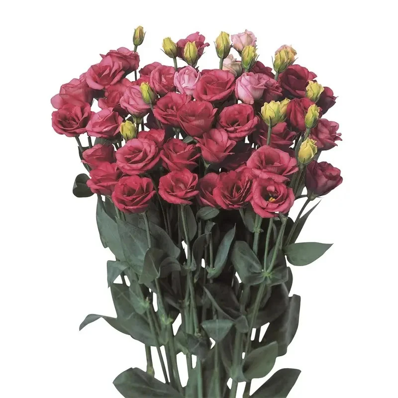 重瓣四季洋桔梗花四季易活阳台庭院盆栽地栽南北方种植花海造景