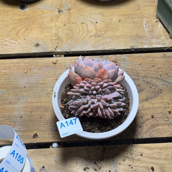 晚*147 满20包邮脱土发货