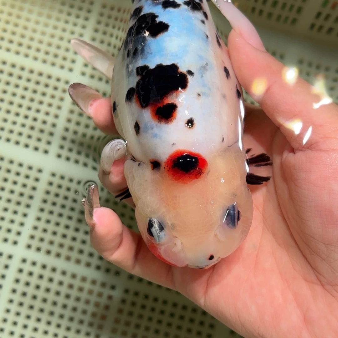 绿***枝金鱼拍包装包邮，不拍包装运费到付