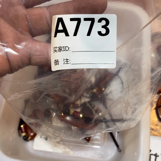 香榧木小叶紫檀树叶一个773