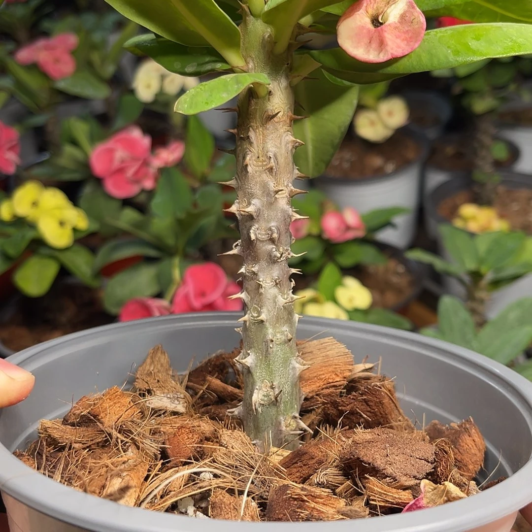 白***仔虎刺梅-双面+梦幻+带根赠品237